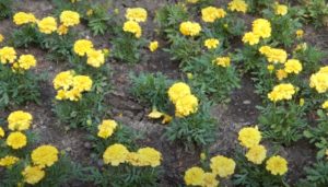Kwiaty w katowickim Parku Kosciuszki