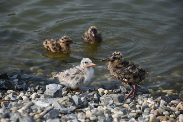 Piskleta przy jednym z zejsc z wyspy