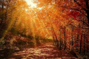 Jesien to najbardziej kolorowa pora roku. Docen jej piekno i zadbaj o przyrode
