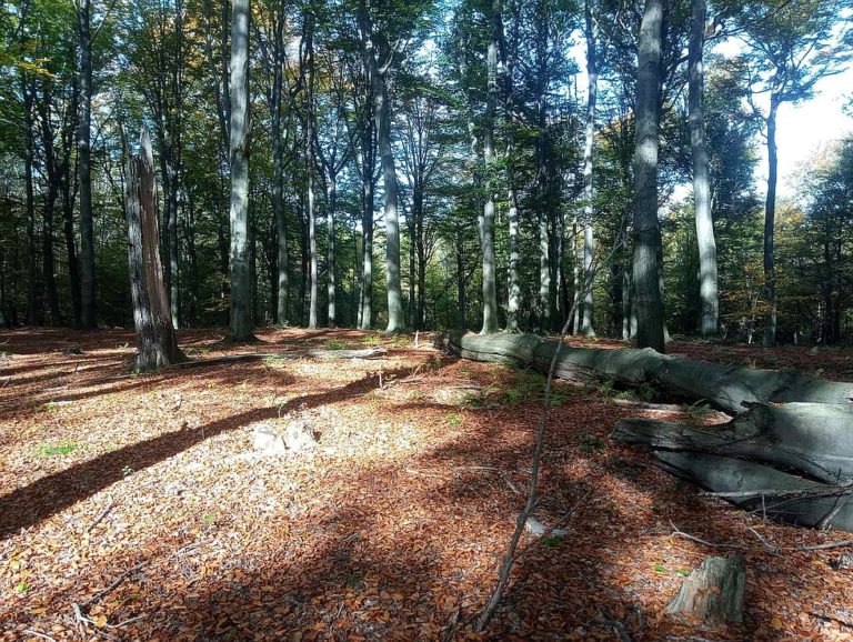 Nowa wschodnia czesc rezerwatu