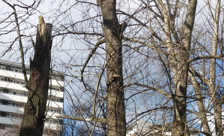 Pielegnacja wycinka drzew ul. Chorzowskiej w Katowicach