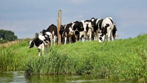 Podlasie rolnicy krowy Sery