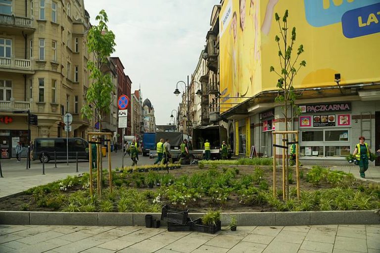 Nowe rośliny na Stawowej fot. 5