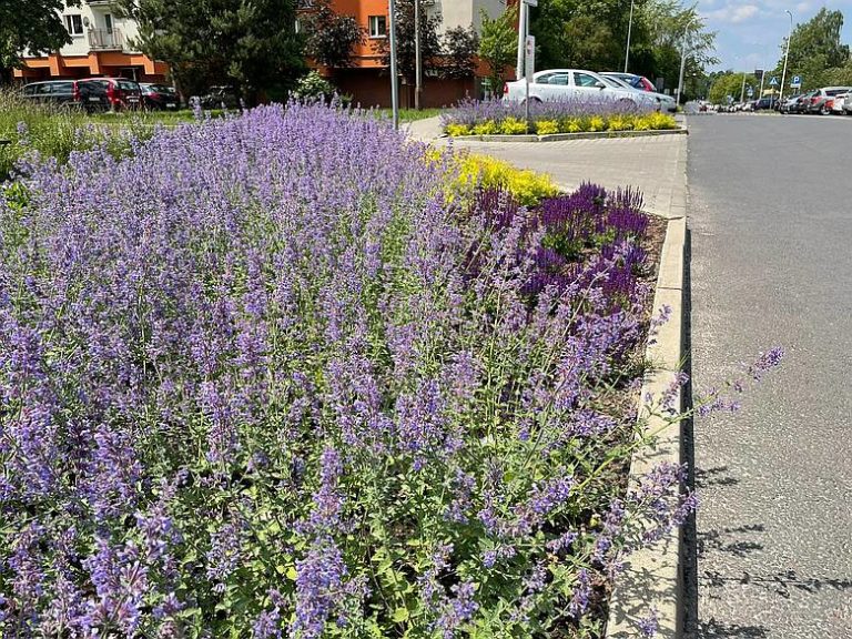 Zadania z poprzedniej edycji Zielonego Budżetu fot. ZZM Katowice