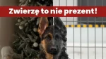 Zwierze To Nie Prezent Plakat Na