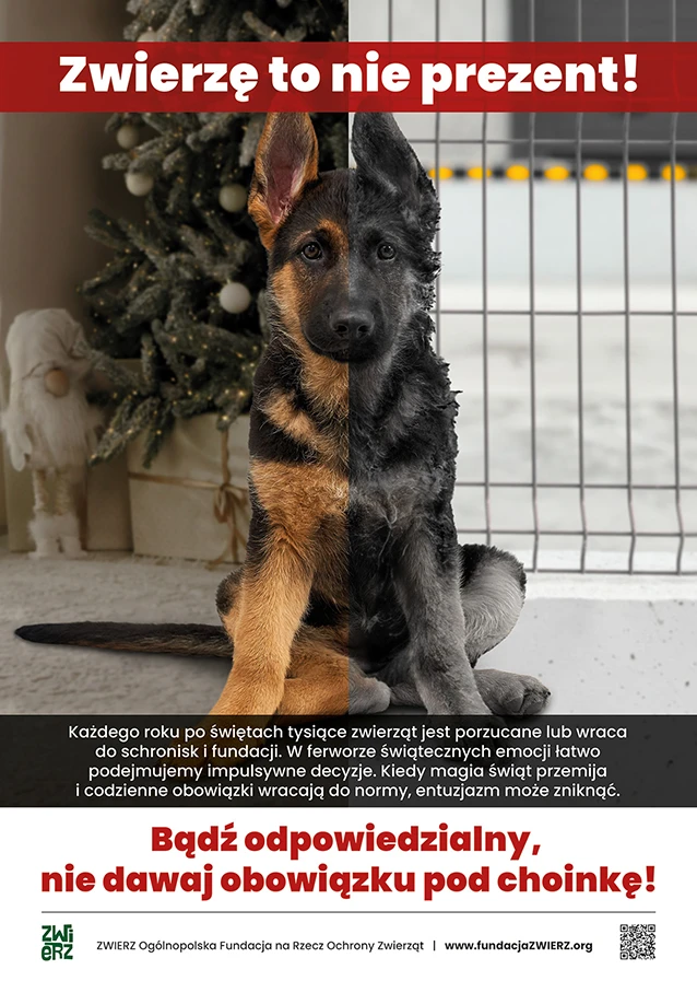 Zwierze To Nie Prezent Plakat Na Www Podglad