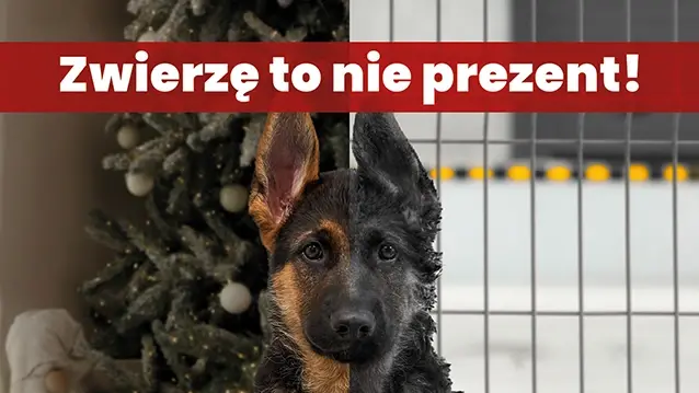 Zwierze To Nie Prezent Plakat Na