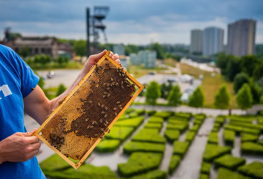 Pszczoły na dachu NOSPR w Katowicach fot. Radosław Kaźmierczak