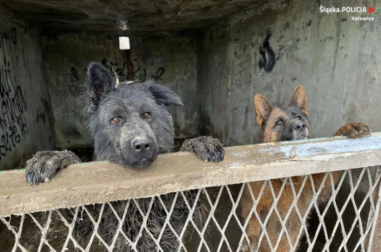 Katowiccy policjanci odebrali trzy psy nieodpowiedzialnemu wlascicielowi z Brynowa