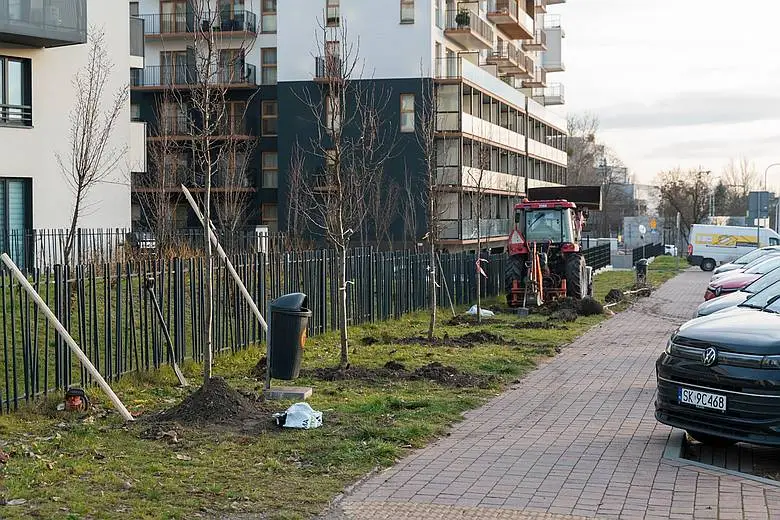 Swiezo Posadzone Drzewa Prz Ul. Ceglanej W Katowicach Fot. KAW