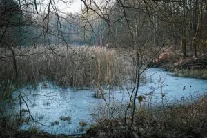 Mokradla W Katowicach To Nie Tylko Dzikie I Ciekawe Miejsca Fot. KAW