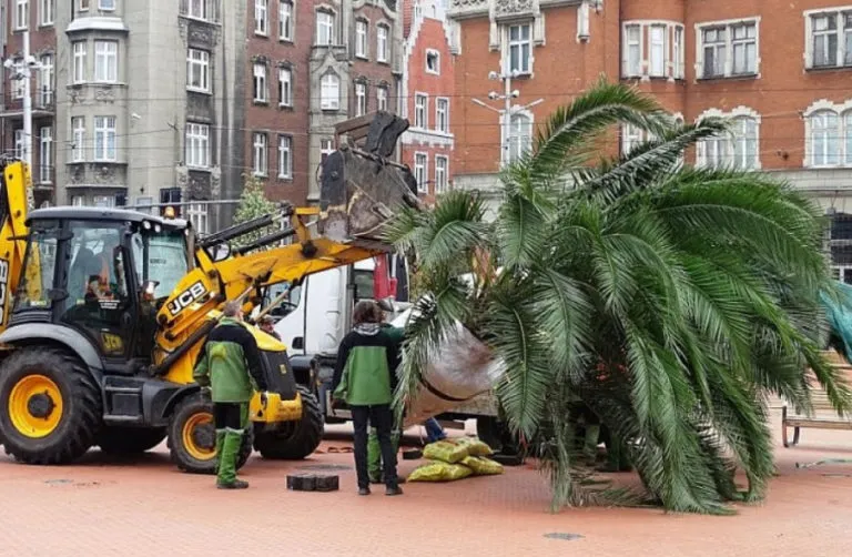 Przyiezione Palmy Na Katoicki Rynek Fot UM W Katowicach