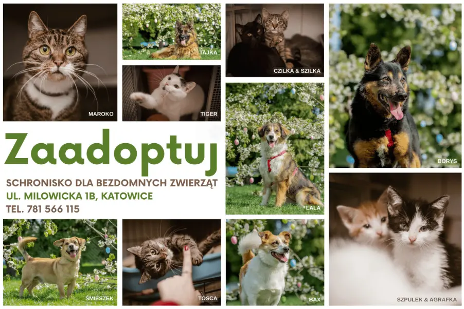 Zaadaptuj Koty W Katowicach