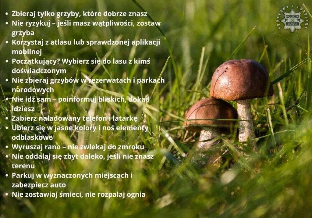 Bezpieczne Grzybobranie