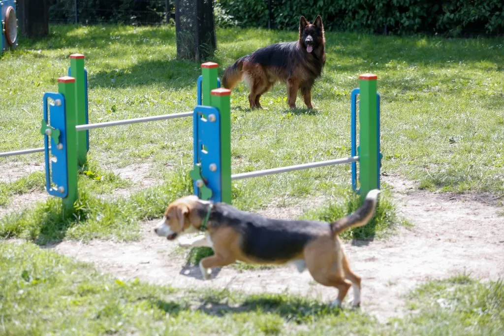 Mieszkancy Zaleza Wybrali Do Realizacji Budowe Psiego Wybiegu Przy Ul. Pospiecha W Katowicach Fot. KAW