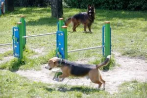Mieszkancy Zaleza Wybrali Do Realizacji Budowe Psiego Wybiegu Przy Ul. Pospiecha W Katowicach Fot. KAW