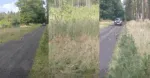 Serwal Sawannowy Widziany Pod Glogowem
