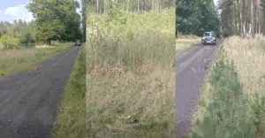 Serwal Sawannowy Widziany Pod Glogowem