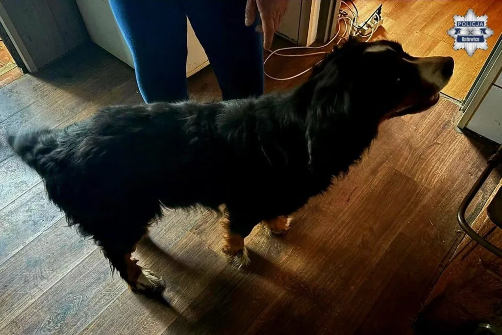 Dwa Wychudzone Psy Odebrane W Katowicach. Policjanci Ustalaja Okolicznosci Znecania Sie Nad Zwierzetami 1