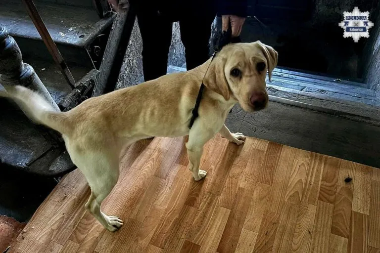 Dwa Wychudzone Psy Odebrane W Katowicach. Policjanci Ustalaja Okolicznosci Znecania Sie Nad Zwierzetami