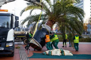 Kazda Z Palm Wazy Kilka Ton Fot