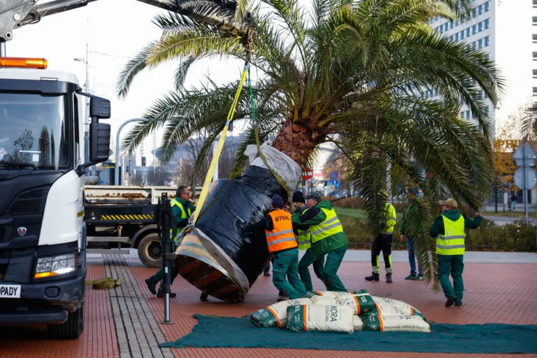 Kazda Z Palm Wazy Kilka Ton Fot