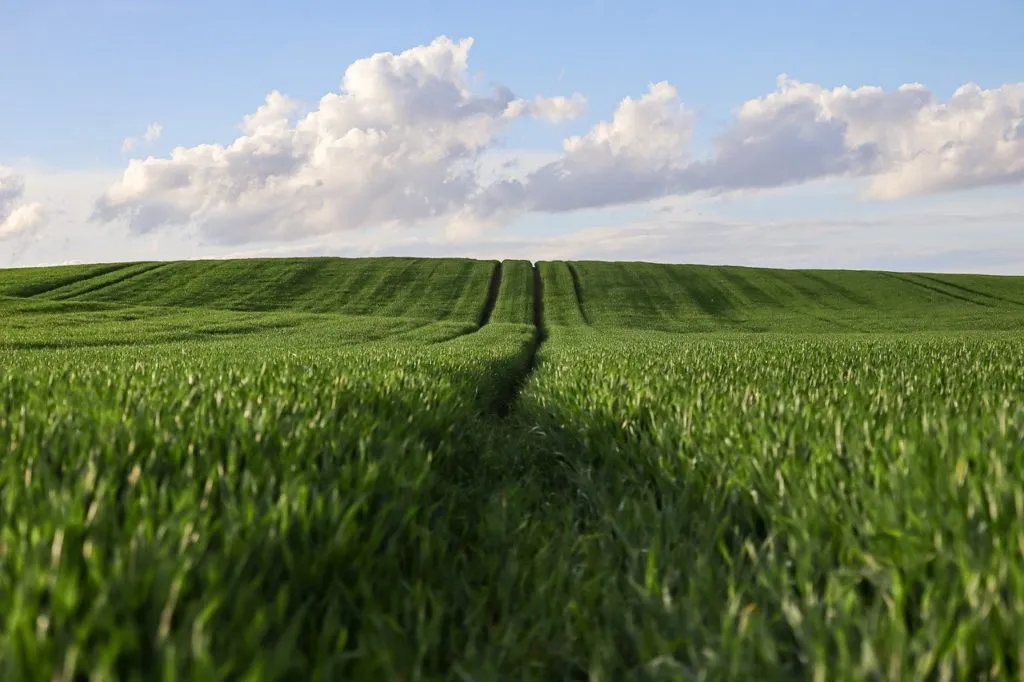 Rentownosc A Ekologia. Czy Biologiczne Srodki Ochrony Roslin Moga Obnizyc Koszty Produkcji