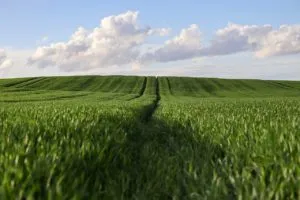 Rentownosc A Ekologia. Czy Biologiczne Srodki Ochrony Roslin Moga Obnizyc Koszty Produkcji