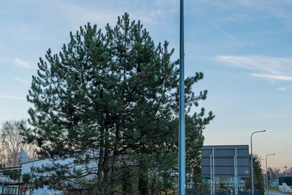 Dzien Wiecznie Zielonych Roslin