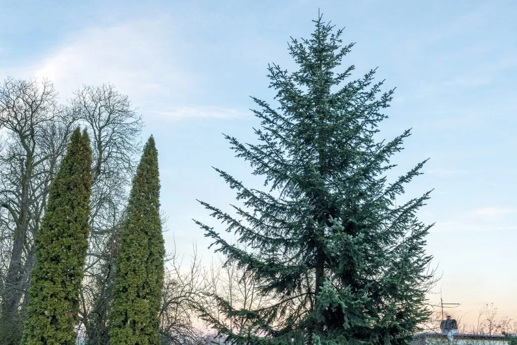 Dzien Wiecznie Zielonych Roslin 1