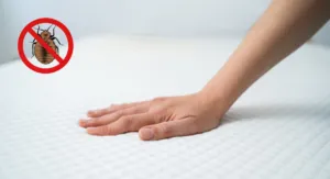 Glowne Pluskwadomowa1