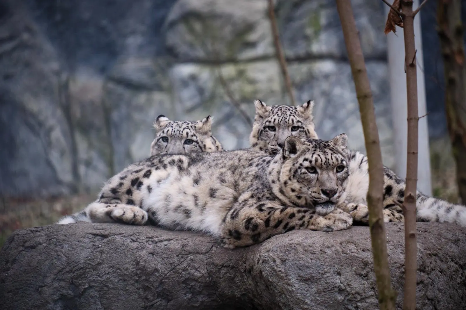 PANTERY SNIEZNE Fot. W. Bielatowicz 9