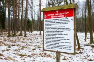 Plone Bagno W Murckach – Chronione Torfowisko I Naturalny Magazyn Wody W Katowicach. K