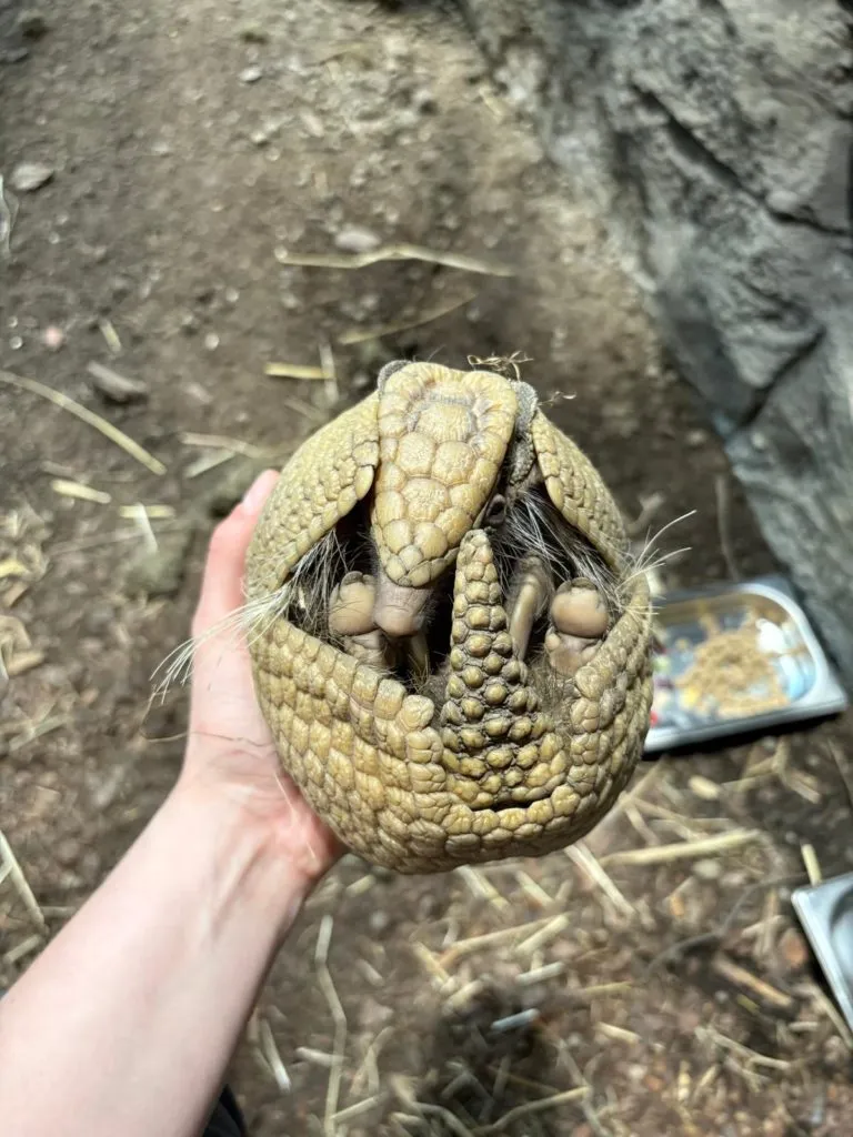 BOLITA Fot. M. Mikocka 1