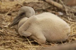 MLODY Pelikan Fot. W. Zuchowicz 1