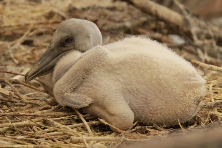 MLODY Pelikan Fot. W. Zuchowicz 1