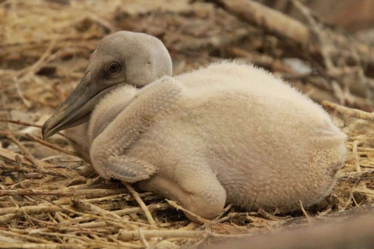 MLODY Pelikan Fot. W. Zuchowicz 1 Scaled