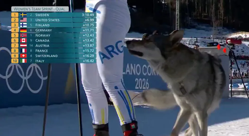 Pies Wbiegl Na Trase Olimpijska. Niezwykle Zdarzenie Podczas Kwalifikacji Sprintu Druzynowego