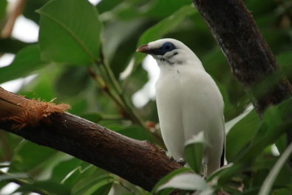 SZPAK BALIJSKI Fot. W. Zuchowicz