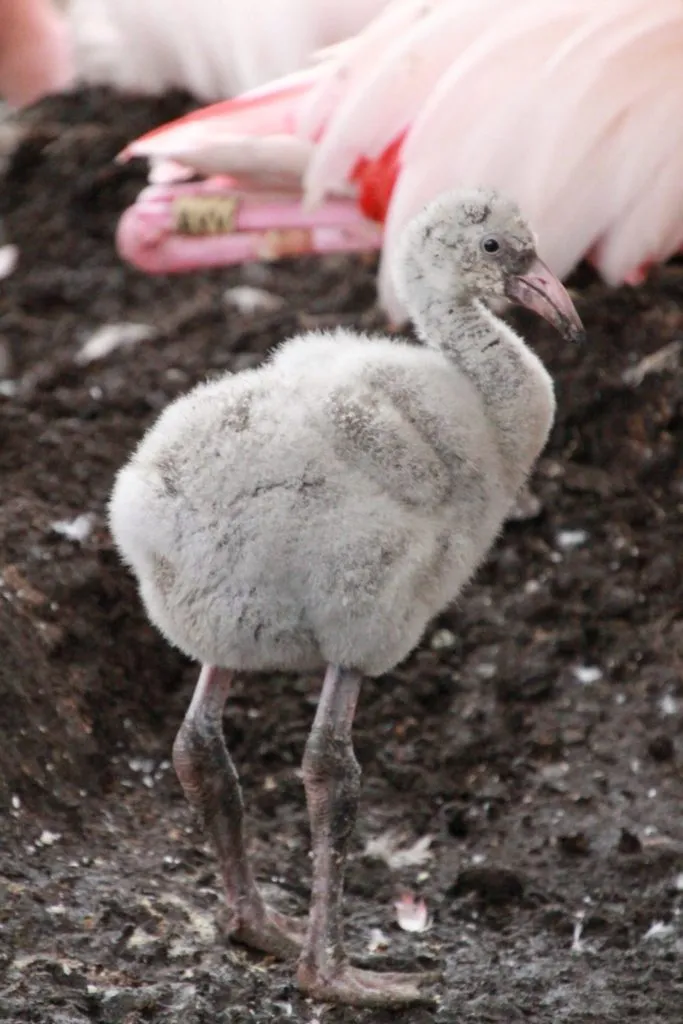 Mlode Flamingi Fot. W. Zuchowicz 3